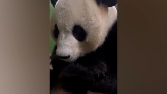 大熊貓“家和”因肺部衣原體感染繼發(fā)心力衰竭，于5月9日不幸離世