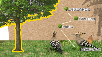上海“在册”野鸟已增至543种，为何能领跑全球特大城市