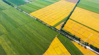 黑龙江高质量起步“十五五”：擘画振兴蓝图，科技创新与粮食安全齐发力