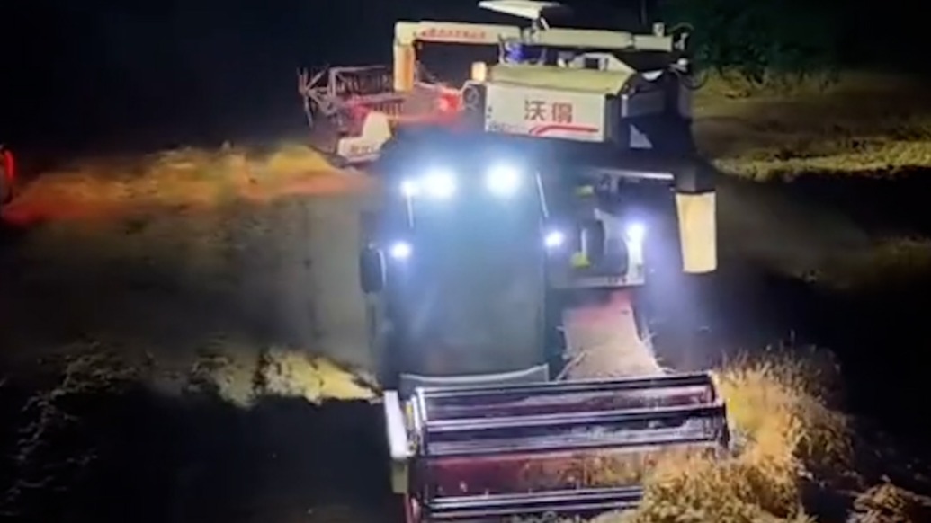 暴雨襲來麥?zhǔn)彰?，湖北多地“雨口奪糧”晝夜搶收小麥
