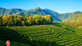国家级茶博会龙坞启幕，西湖区不想只做茶叶原产地
