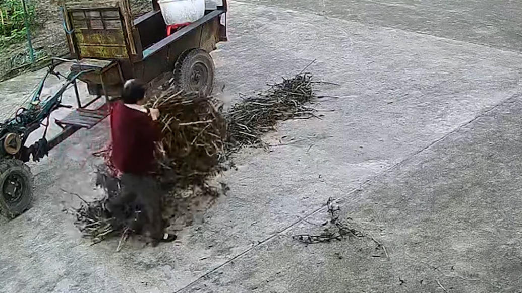 老人住院趕上農(nóng)忙季又持續(xù)降雨，多名鄰居幫搶收莊稼