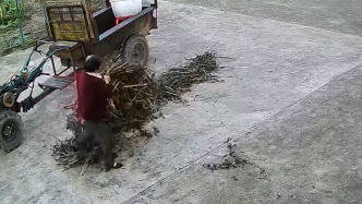 老人住院趕上農(nóng)忙季又持續(xù)降雨，多名鄰居幫搶收莊稼