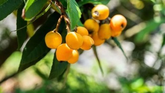 枇杷再次成為關(guān)注對象！醫(yī)生發(fā)現(xiàn)：吃枇杷時，千萬多留意這幾點