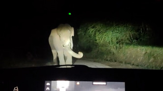 云南民警深夜偶遇亚洲象，双方都默契“倒车”互相让路