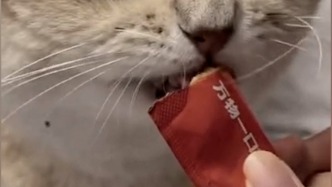 博主称网红猫条检出三聚氰胺，“万物一口”：所有产品生产环节均未添加