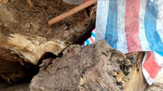 浙江天台县通报古树被擅自移植及砍伐：对相关涉嫌违法违规行为开展调查