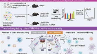 Cancer Cell：靶向腫瘤內(nèi)源性STK40可增加腫瘤免疫敏感性，并驅(qū)動(dòng)T細(xì)胞功能重塑 