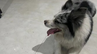 網(wǎng)紅狗被偷走以180元賣(mài)掉后遭宰殺，警方正在辦理案件
