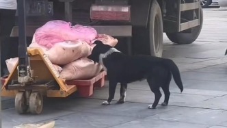 超市運送豬肉被狗舔咬，湖北孝昌通報：對涉事食品封存并送檢