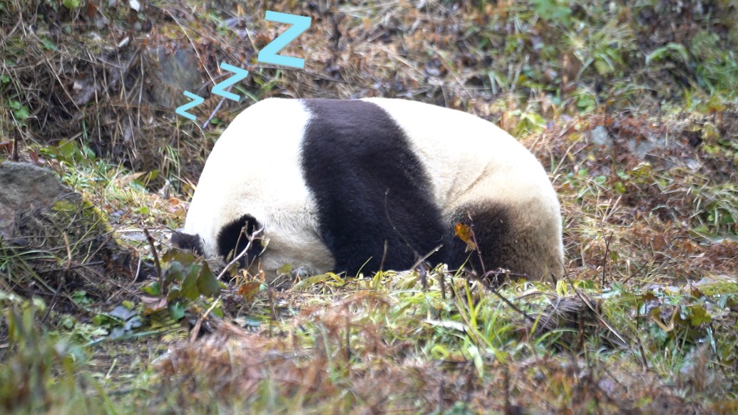 四川大熊貓國際溯源營地飼養(yǎng)員：每天和大熊貓“談心”，它也需要心理輔導(dǎo) 