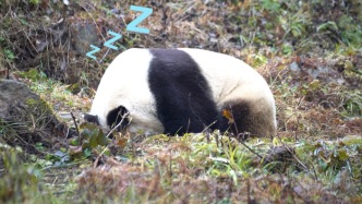 四川大熊貓國際溯源營地飼養(yǎng)員：每天和大熊貓“談心”，它也需要心理輔導(dǎo) 