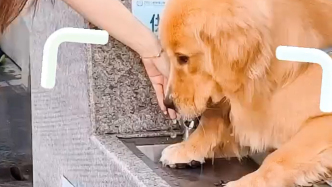 市民反映有人帶狗在人用飲水臺(tái)喝水，公園：將消毒處理，會(huì)加大巡查力度