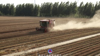 直播丨颗粒归仓，河南各地赶在暴雨再次袭来前抢收“三夏”小麦