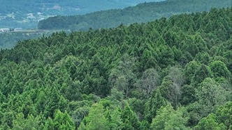 美麗中國行｜四川翠云廊千年七輪植綠接力，筑就“三百廊程十萬樹”