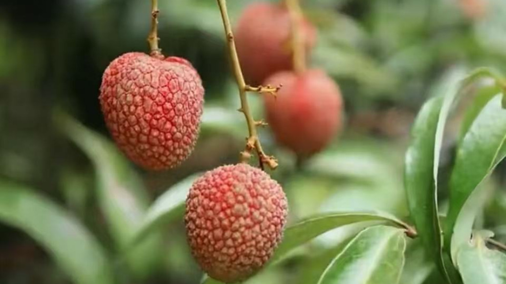 全球首棵龙眼味荔枝树挂果，预计五六年后推向市场