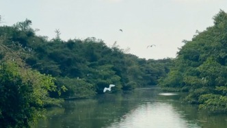 六五環(huán)境日｜廣東江門(mén)“小鳥(niǎo)天堂”：一棵古榕與四百年的護(hù)鳥(niǎo)之約
