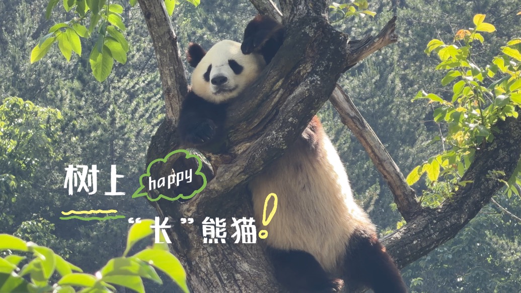 美丽中国行｜树梢“挂团子”，大熊猫“党生”饱餐后上树酣睡