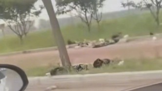 上百只幼猫被遗弃路边，沈阳于洪区：公安部门正在溯源追查

