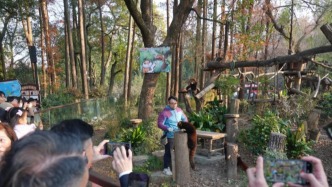 大陆赠台两只小熊猫已抵达台北