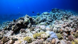 自然資源部：我國(guó)海洋生態(tài)狀況總體保持穩(wěn)定，局部有所改善