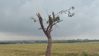 马上评｜“孤独树”走红，流量收益别忘分一点给村民