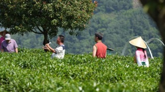 美丽中国行｜秦巴山区紫阳县的“茶文旅”转型之路