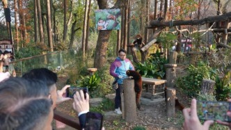 国台办：“台独”势力在小熊猫身上做政治文章，荒唐可笑
