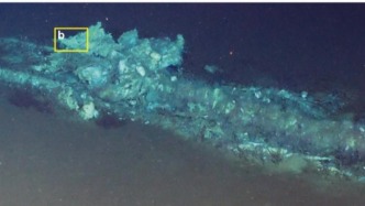 科学家发现距今530万年前的鲸类化石群