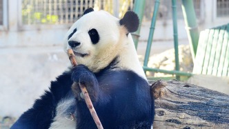 北京动物园：萌兰等5只大熊猫将陆续搬到新馆，期间不对外展示