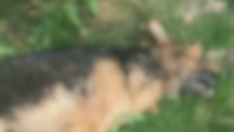 安徽芜湖一犬主称德牧被领养后遭虐杀，警方以涉嫌诈骗受案