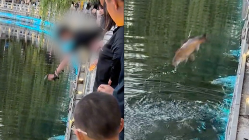 济南大明湖景区内一男子用弹弓射杀观赏鱼,警方:正处理