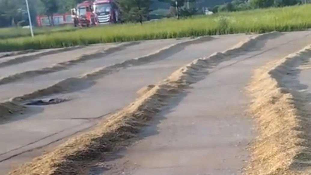 麦子熟了，山东一地开放政府大院供村民晒粮