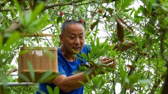 一颗杨梅带富一方乡土，柯桥湖塘杨梅文旅共富季启幕