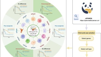 重磅研究！复旦大学附属肿瘤医院虞先濬/施思团队绘制胰腺癌细胞类型分辨率转录组图谱，为精准治疗开辟新路径