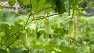 夜读｜菜园里的岁月