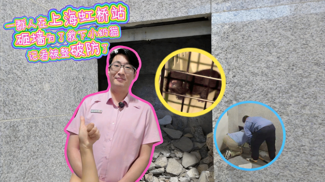 一群人在上海虹桥站砸墙为了救下小奶猫，记者被整破防了