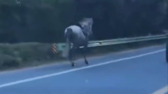 “真宝马”街头逆行狂奔，民警边维护秩序边拦截