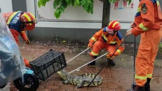 暴雨后东莞街头出现鳄鱼，居民用塑料筐压制，消防：确实抓到一条，无伤人报告