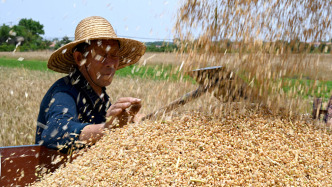 农业农村部：今年夏粮丰收已成定局