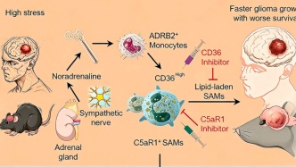 Cancer Cell：四川大学赵林桔/周圣涛等揭示慢性压力促进脑肿瘤的新机制，并提出治疗靶点及药物