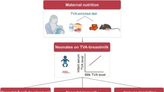 Science：陈靖/何川团队揭示母乳中的这种营养素塑造新生儿免疫发育及长期免疫印记