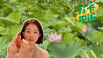 打卡中国 | 赏荷花、品龙虾，在江苏金湖开启夏日浪漫