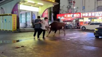 长沙街头一黄牛失控撞人，当地派出所：旁边市场跑出，黄牛已被宰杀