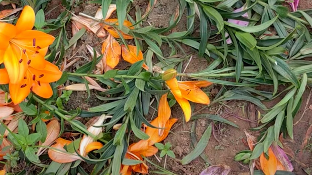 百合盛开花棚成打卡地?花农呼吁不要再前往打卡拍照,村委工作人员:践踏的人多,花农已将花打头