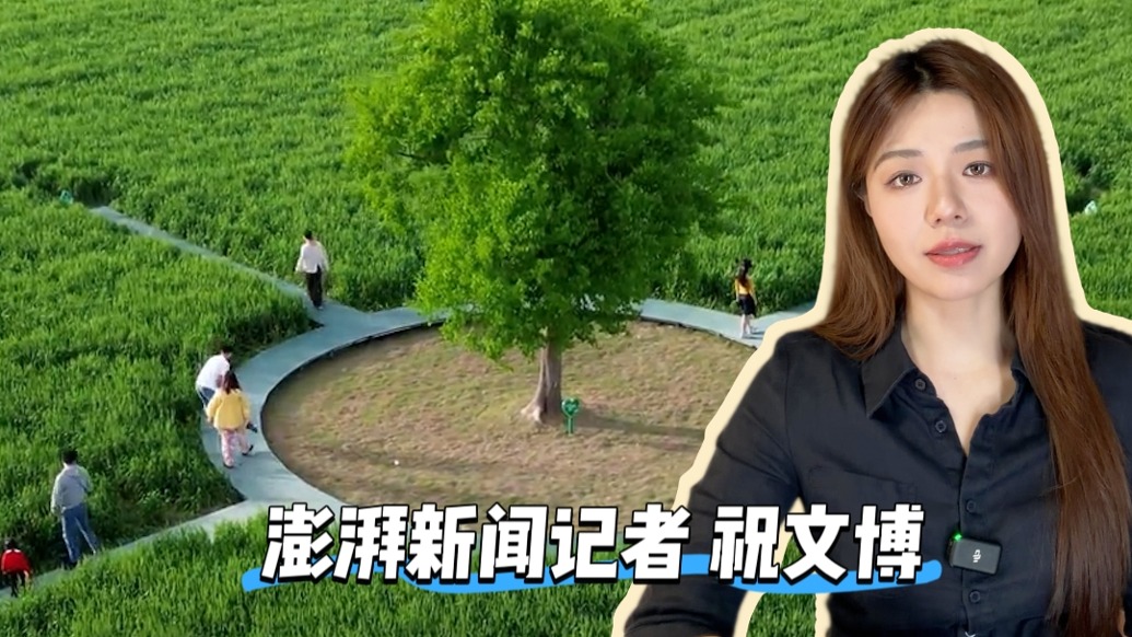 博闻｜安徽池州麦田“孤独的树”被砍掉树冠一年后：诗意与农田“达成和解”