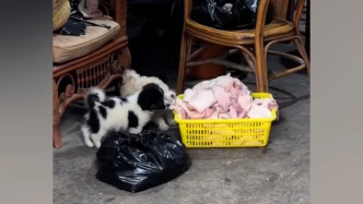 合肥网红卤味店食材放地面被狗啃食，官方通报：立案调查，责令停业整改