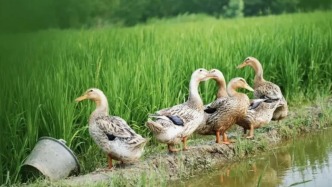 为啥牛羊肉造假老找鸭？农民日报：“躺枪”的是鸭，但错不在鸭