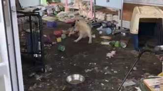 云南丽江一狗咖老板跑路，留下大量犬只自生自灭