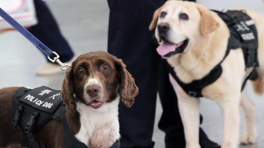 魔都怎么样|轨交警犬工作手册